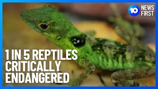One Fifth Of World s Reptiles Faced With Extinction 10 News First