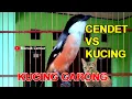 Download Lagu Cendet Gacor Persis Sekali Suara Kucing Garong Lapar