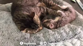 Terminally ill feral cat snuggles with tiny orphan kitten - TinyKittens com
