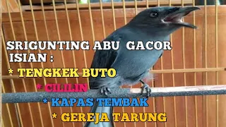 srigunting abu isian cililin kapas tembak tengkek buto gereja tarung sampit