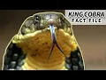 King Cobra facts the LONGEST VENOMOUS snake Animal Fact Files