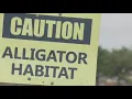Alligator found in Del Valle pond following report of a dog attack I FOX 7 Austin