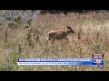 MSHP says recent summer deer vehicle crashes are not out of the ordinary