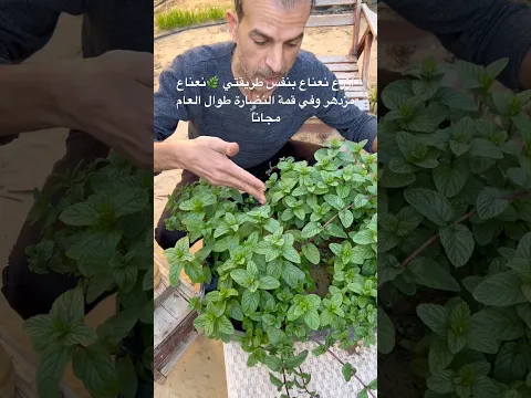 زراعة النعناع بالخطوات 🌿ازرع نعناع بنفس طريقتي واحصل على نعناع مزدهر ونضر طوال العام مجاناً☘️👌