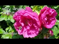 Lagu How to Grow Rosa Rugosa
