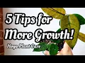 Lagu 5 Tips for Growing STUBBORN HOYA!! 🌸 top five tips \u0026 tricks for growing BIG, LUSH Hoya plants FAST!!