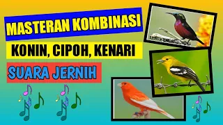 Download Audio masteran Kombinasi burcil, Konin Gacor dengan isian mewah, kombinasi Masteran suara burung. MP3