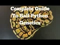 A Complete Guide To Ball Python Genetics - Benjamin s Exotics