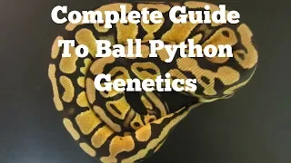 A Complete Guide To Ball Python Genetics - Benjamin s Exotics