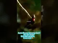 Download Lagu Suara Burung Samyong Gacor Asli dari Hutan! Bikin Merinding Dengar Kicauannya 😍🌲