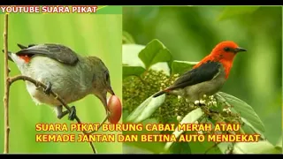 suara pikat burung cabai merah atau kemade jantan dan betina auto mendekat