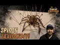 How To Preserve a Spider Taxidermy And Pinning Tutorial