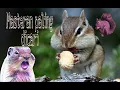 Download Lagu Masteran burung suara tupai, tembakan rapat cocok untuk isian murai batu, kacer, cucak ijo dll.