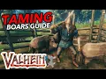 Unlimited leather Scraps How To Tame Boars In Valheim Quick Guide
