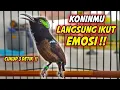 Download Lagu PANCINGAN KONIN GACOR FULL TEMBAKAN ISIAN MEWAH !! COCOK BUAT MASTERAN KOLIBRI NINJA BAHAN IJOAN