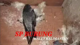 suara walet panggil sp raja borneo info walet official