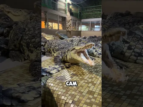 Сэр, у вас калитка открылась 👀
