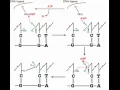 How DNA Ligation Works