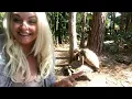 Giant Tortoise Couple Captured Mating Loudly