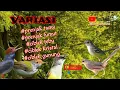 Download Lagu VARIASI SUARA PRENJAK TAMU | PRENJAK LUMUT | CIBLEK TEBU | CIBLEK KRISTAL | CIBLEK GUNUNG #masteran