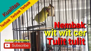 pleci nembak variasi kekinian full bukpar dan super ngotot satu nafas 3 lagu