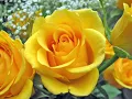 When Will I See You Again by Three Degrees
