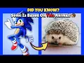 Sonic Characters in Real Life What Animal Is Sonic REALLY Based On