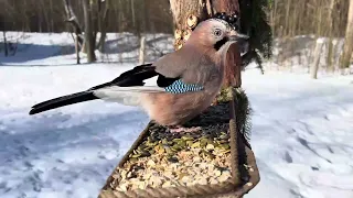 forest bird buffet on a cold sunny day relaxing bird feeding asmr