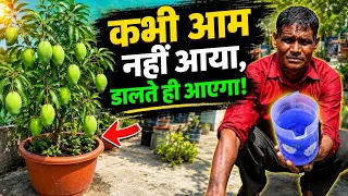 कभी आम नहीं आया, डालते ही आएगा।#mango #gardening #fruit 