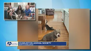 Clear the Shelters Carolyn Murray live at Charleston Animal Society