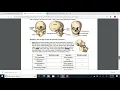 Human Skull Analysis Gizmo