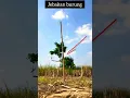 Download Lagu jebakan burung cendet modal pentil dan jangkrik #short #jebakburung #subscribe