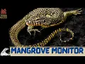 Introduction to MANGROVE MONITOR Reptile Profile Varanus indicus