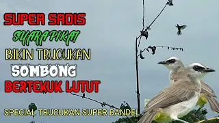 Mikat Pakai Suara Pikat Trucukan Kejepit Paling Ampuh