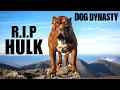 RIP Hulk - The World s Biggest Pitbull DOG DYNASTY