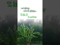 Download Lagu 🌷🌷பாட்டுக்கு பாட்டெடுத்து || படகோட்டி || M. G. R || சரோஜாதேவி || P. சுசீலா ||   T. M. S || வாலி ||