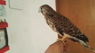 صوت طائر بوعميرة للتأمل دندنها