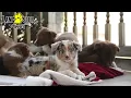 Beautiful Border Collie Puppies