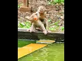 Download Lagu Aug-08-25 Baby Lynx , Jacee, Newborn, Baby , abandoned monkey 009 #monkey #wildlife #Lynx #luna