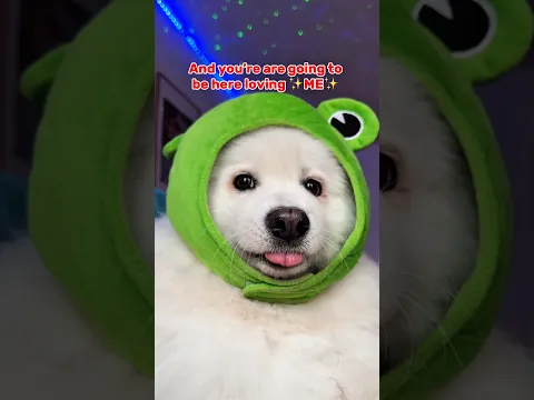 Just a friendly reminder 😡 ib:lukefranchina #dogshorts #cutedog #dog #pets #puppy #funny #samoyed