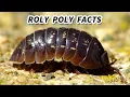 Roly Poly Facts the BUG that ROLLS UP into a BALL Animal Fact Files