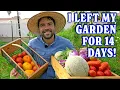 Download Lagu I Left My Garden For 14 Days | Before And After!