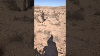 صيد الارنب البري معشوقة الصيادين Hunter اكسبلور Chasse Animals Dog Rabbit Hunting صيد 