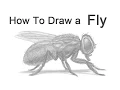 How to Draw a Fly Housefly