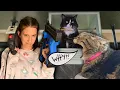 We FINALLY finished another cat wall for penny