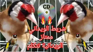 شريط ويداني ملكي ممتاز لتلقين فراخ الحسون والهجين الويدانية تتكلم تحياتي لجميع المواليع 