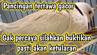 inilah sesungguhnya pancingan burung puter agar ikutan gacor puter tertawa gacor