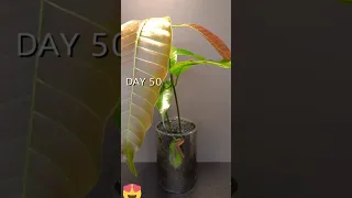 زراعة شجرة المانجو في خمس دقائق حلو وحادق Sweet And Sour 