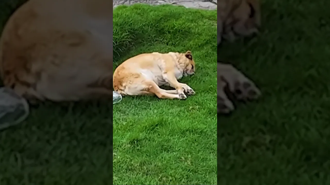 El perro borracho