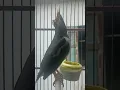 Download Lagu ini video panjang nya jalan suren#birds